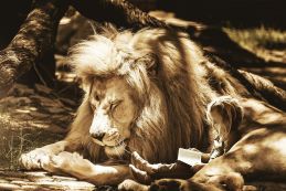 Vorlesen für Grundschulkinder am 18. November